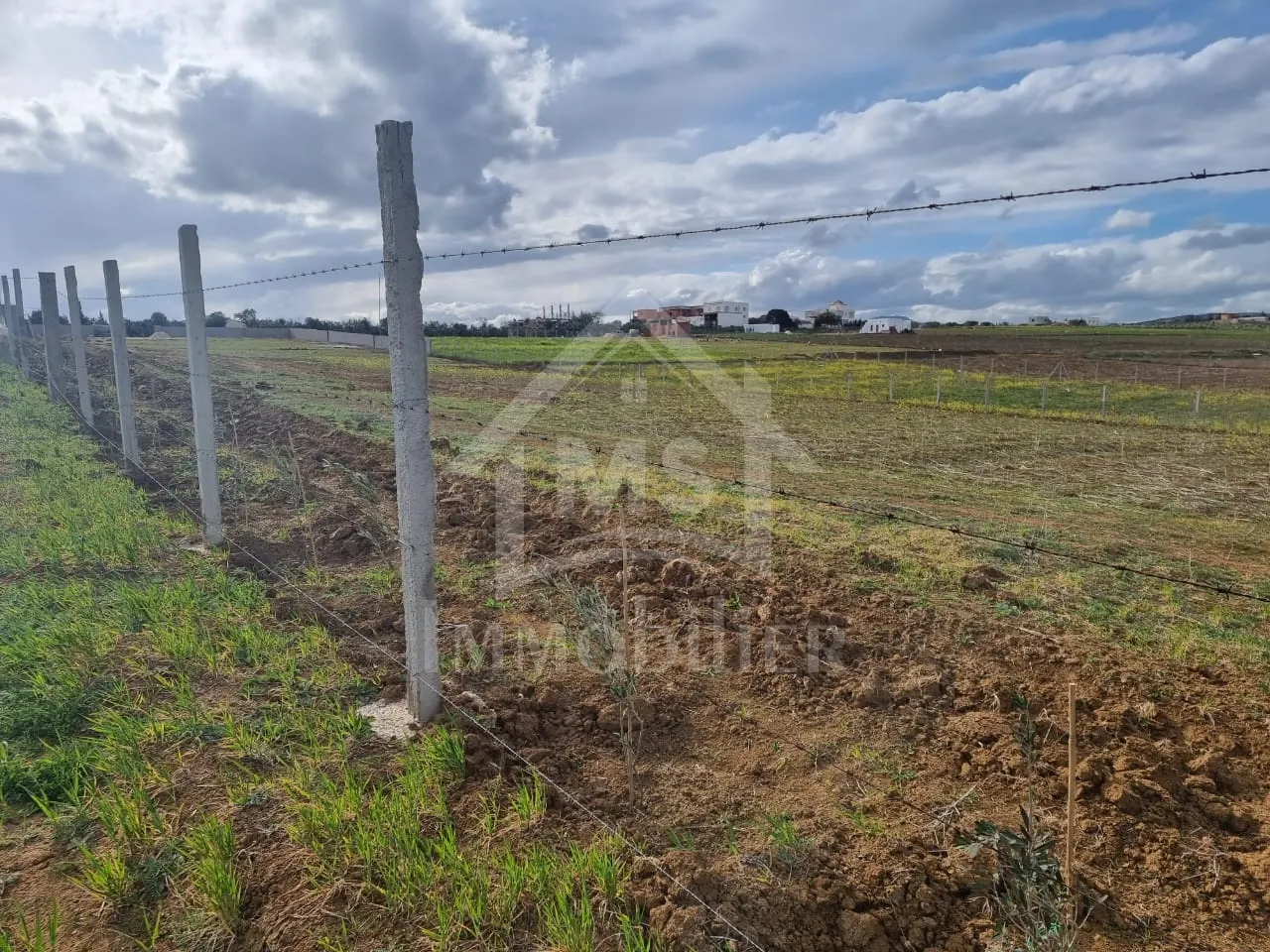1 hectare planté d'oliviers à Hammamet sud à vendre 51355351
