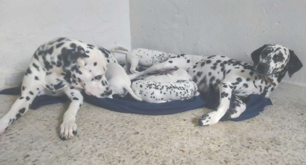 Dalmatian
