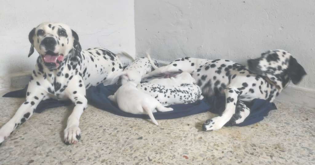 Dalmatian