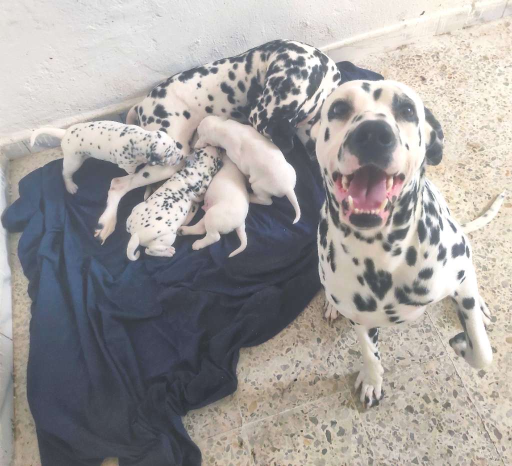 Dalmatian