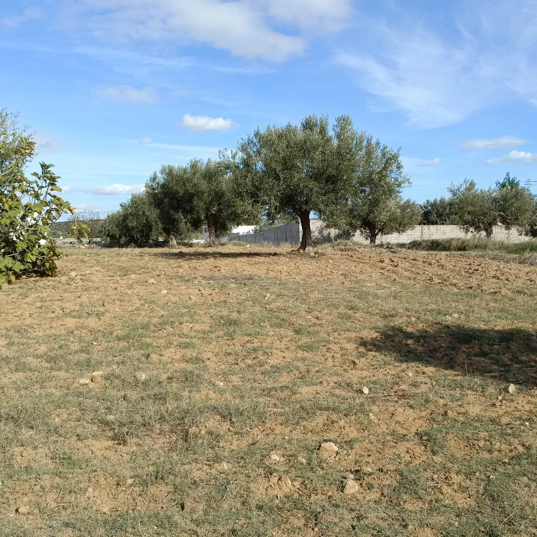 AV lot de 1000m à MONCHAR hammamet sud 