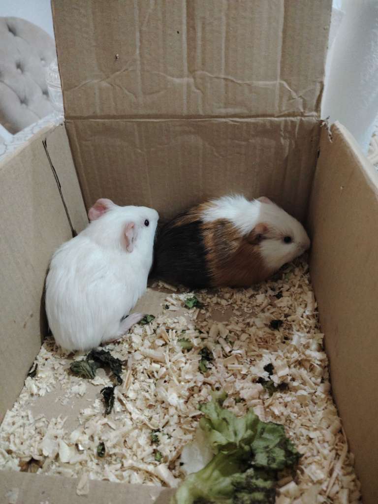 2 hamsters