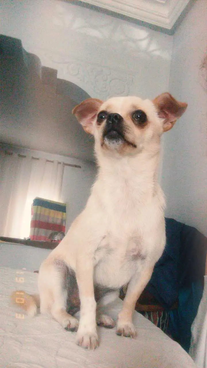 chihuahua femmelle