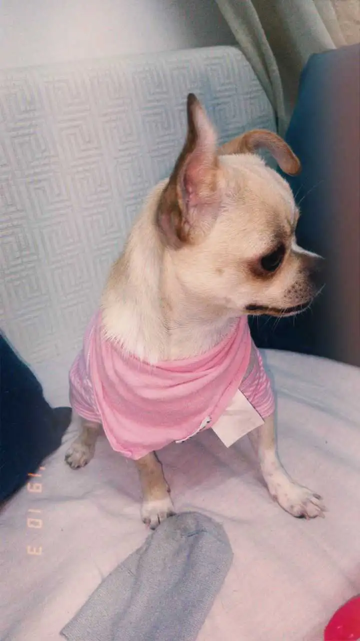 chihuahua femmelle