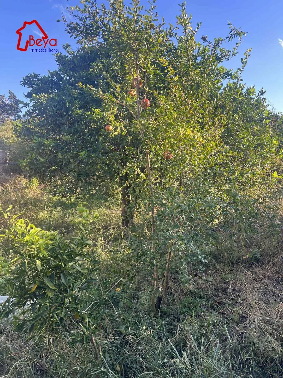 terrain DOUGA VTM096.