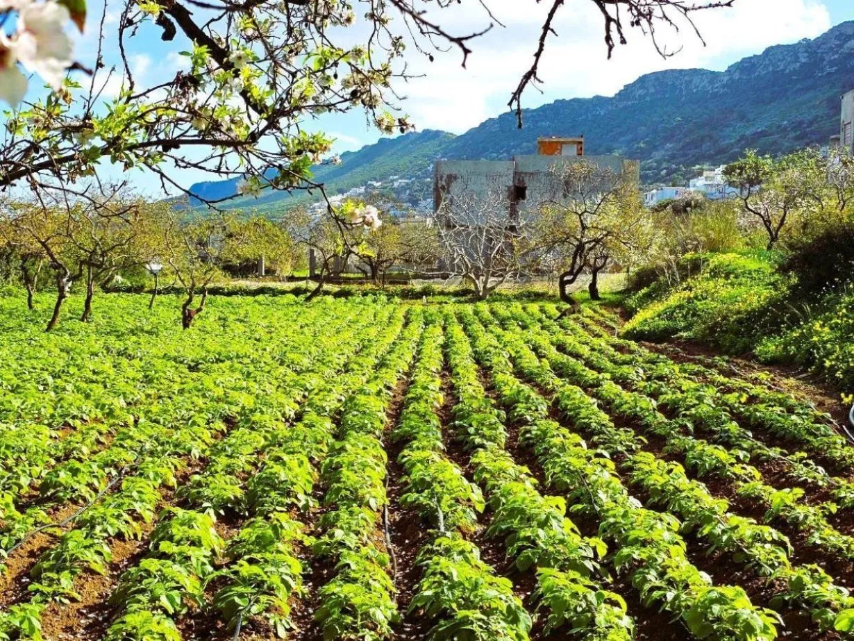  Terrain 1060 m2 rafraf plage Lahmeri 