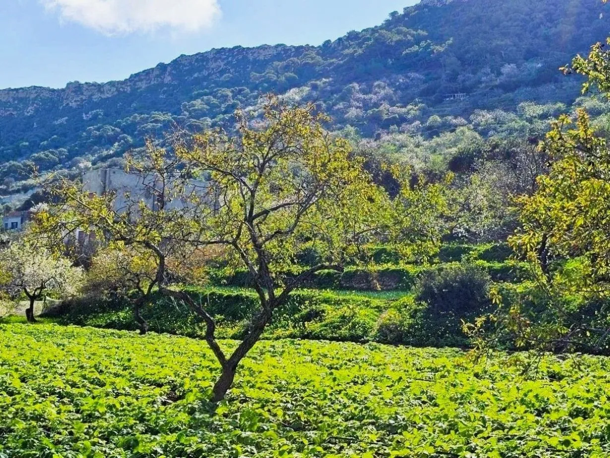  Terrain 1060 m2 rafraf plage Lahmeri 