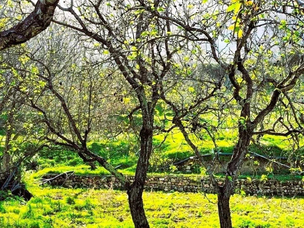  Terrain 1060 m2 rafraf plage Lahmeri 