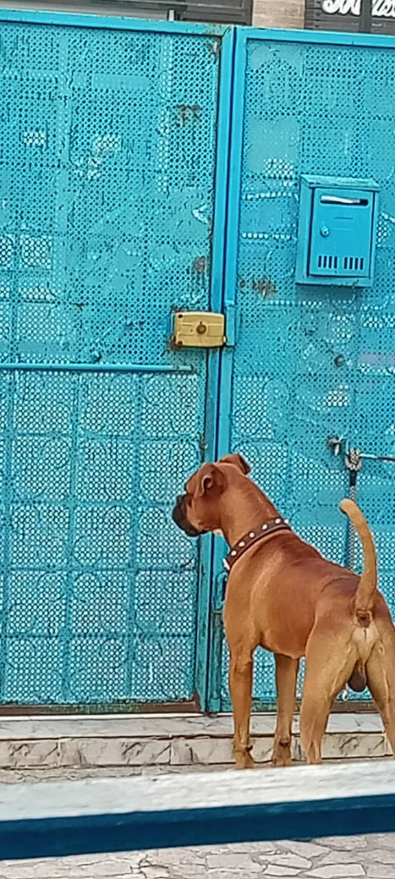 Chien boxer