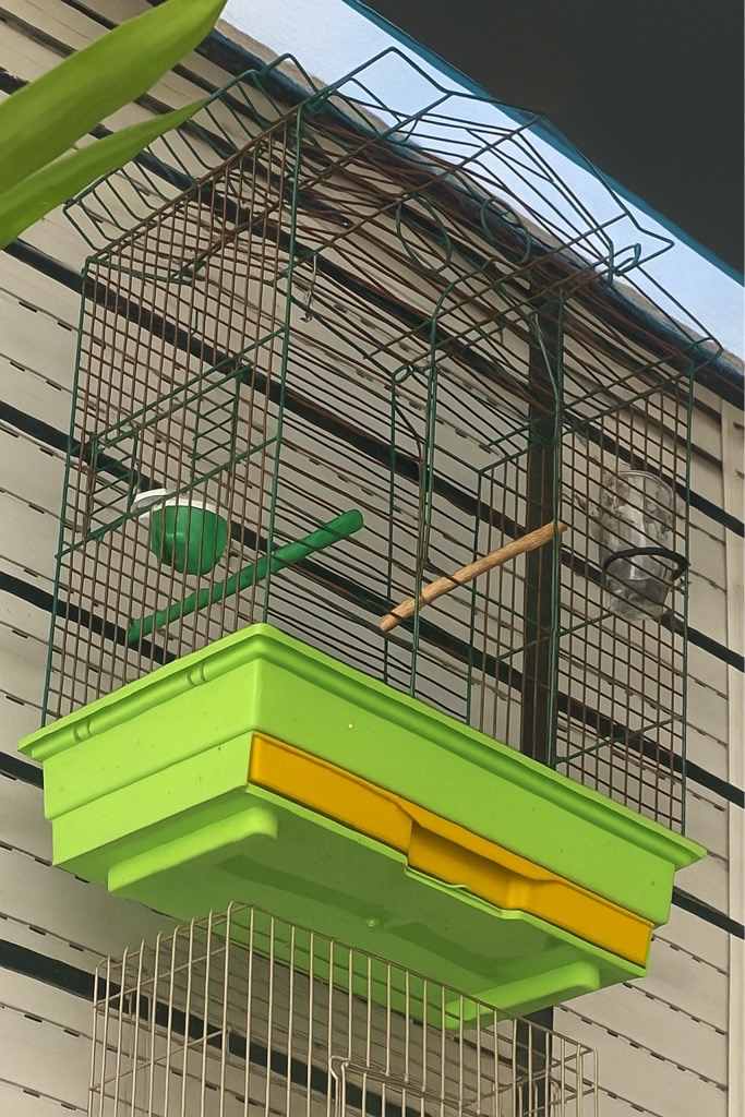 Cage oiseau