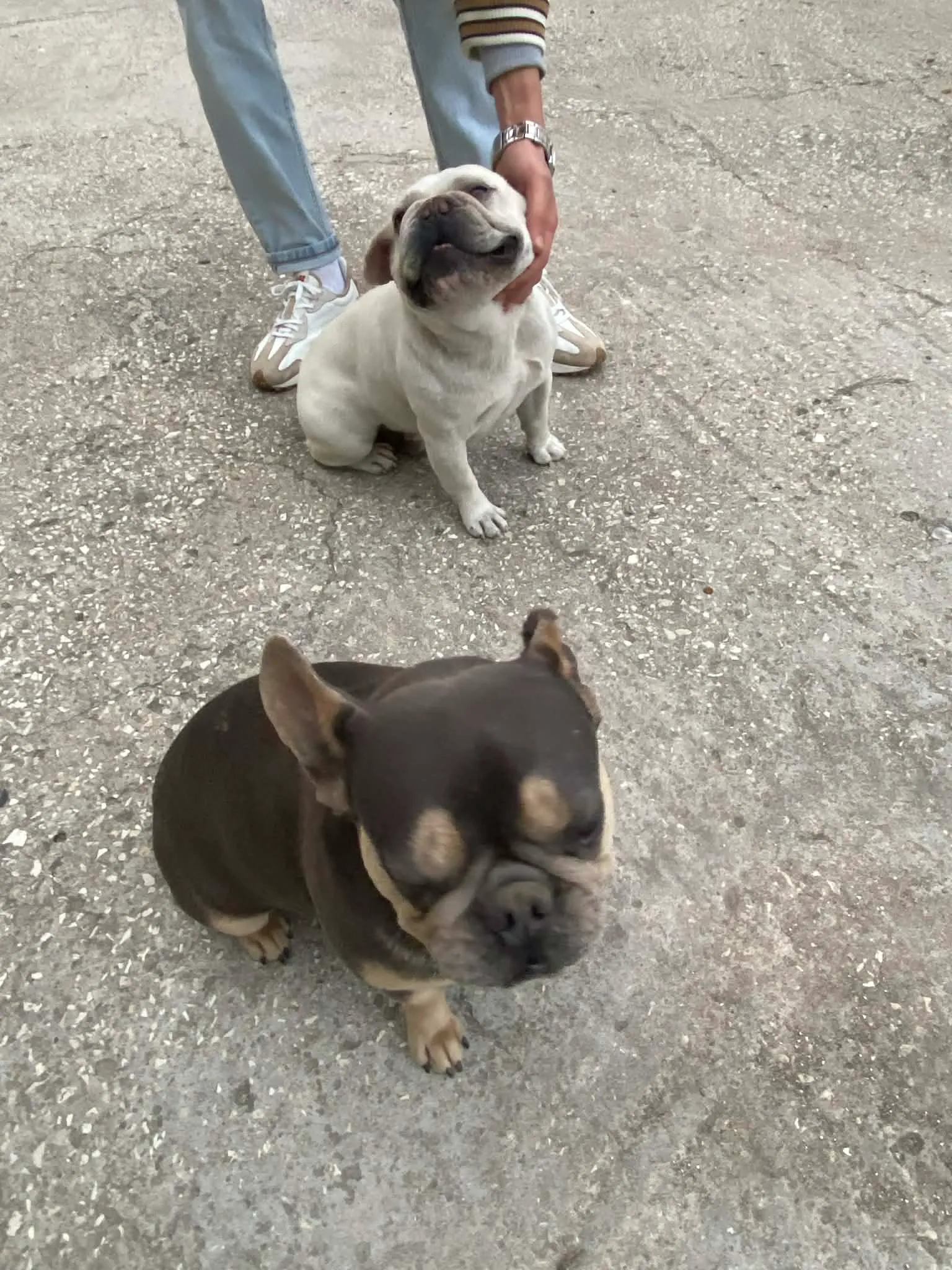 Couple Bouledogue français 