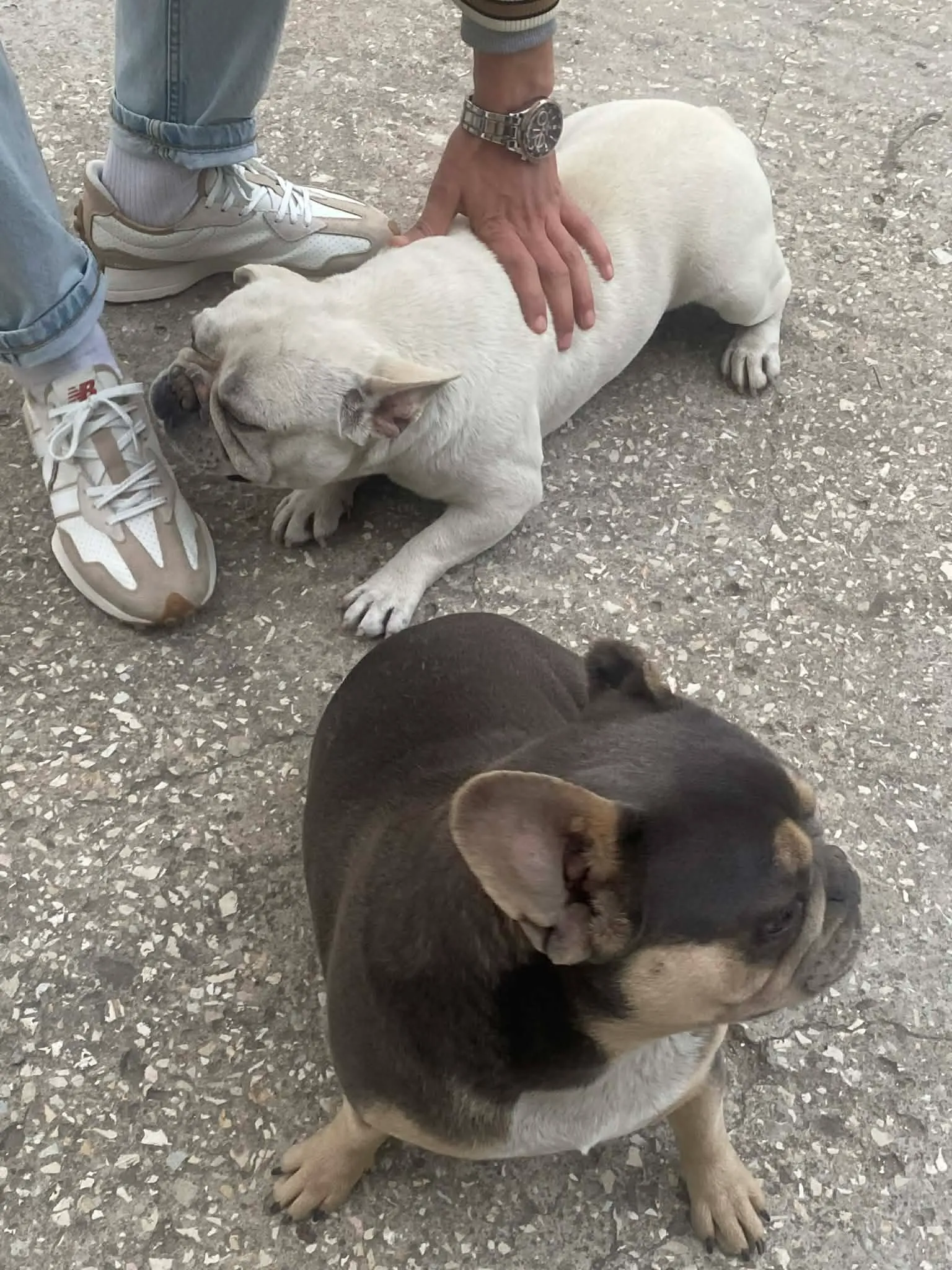 Couple Bouledogue français 