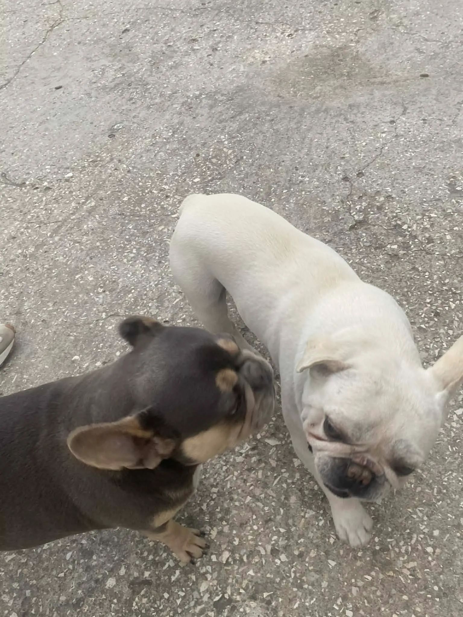 Couple Bouledogue français 