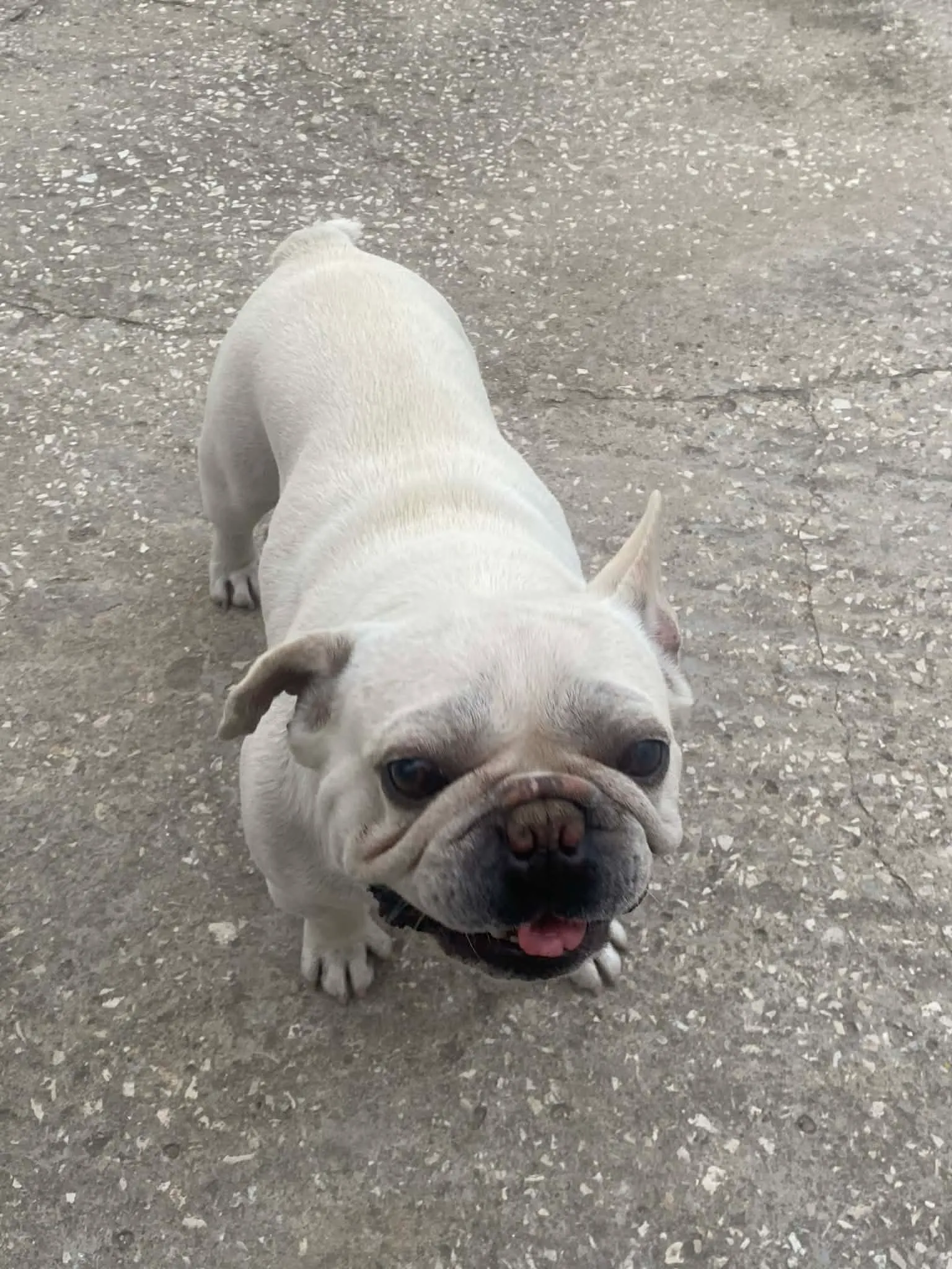 Couple Bouledogue français 