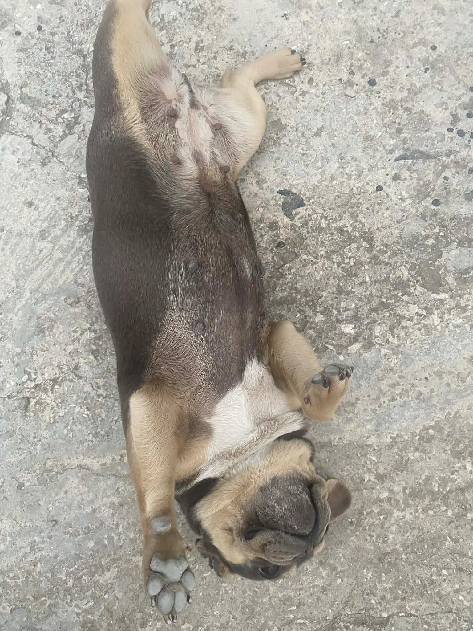 Couple Bouledogue français 