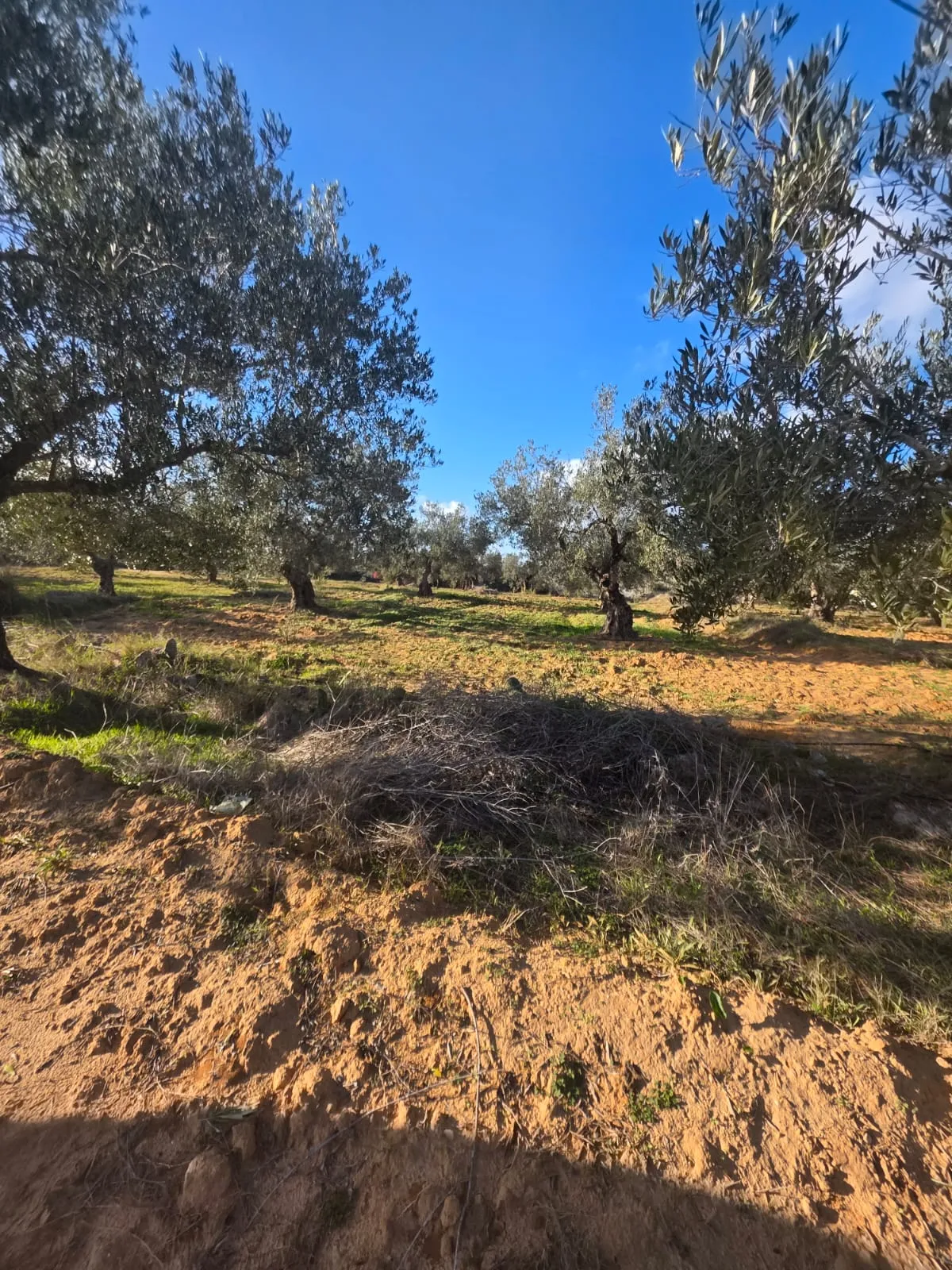 Terrain Collectif avec vue mer En Vente à Chott Mariem