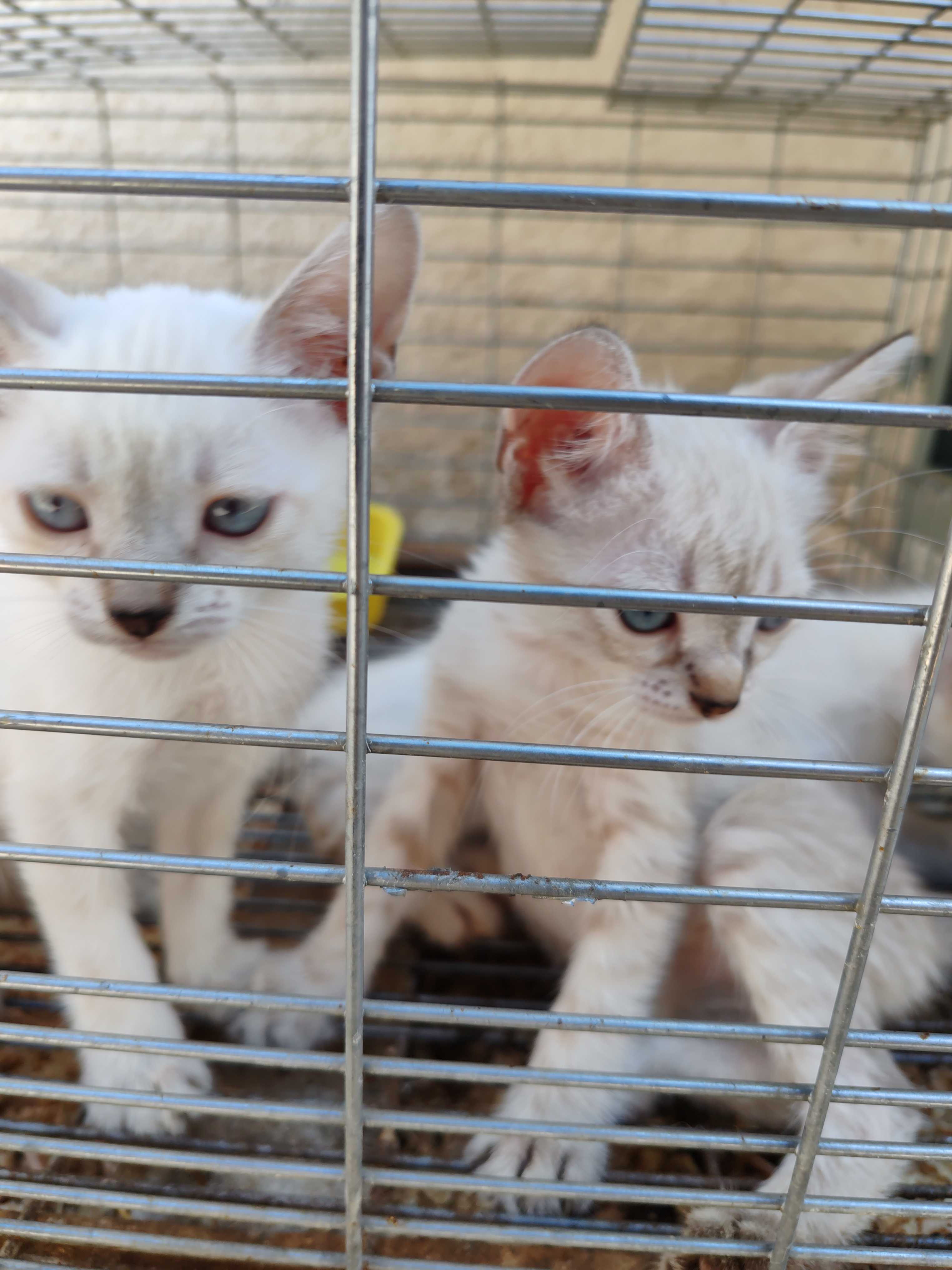 Chiots Siamois 2mois 