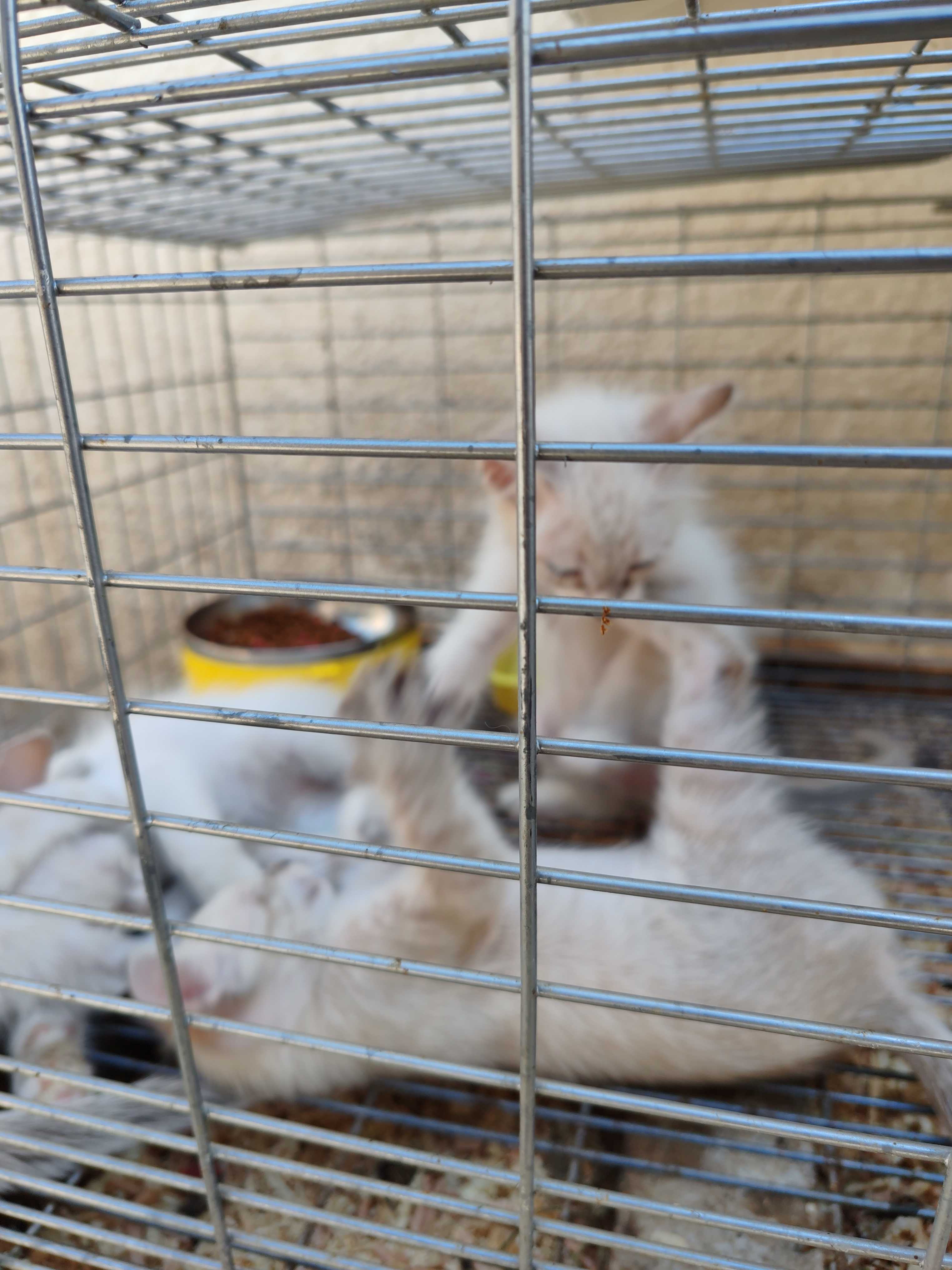 Chiots Siamois 2mois 