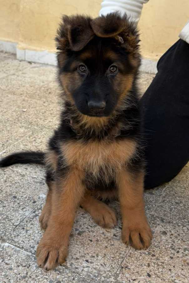 Femelle Berger Allemand