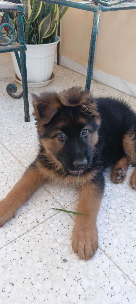 Femelle Berger Allemand