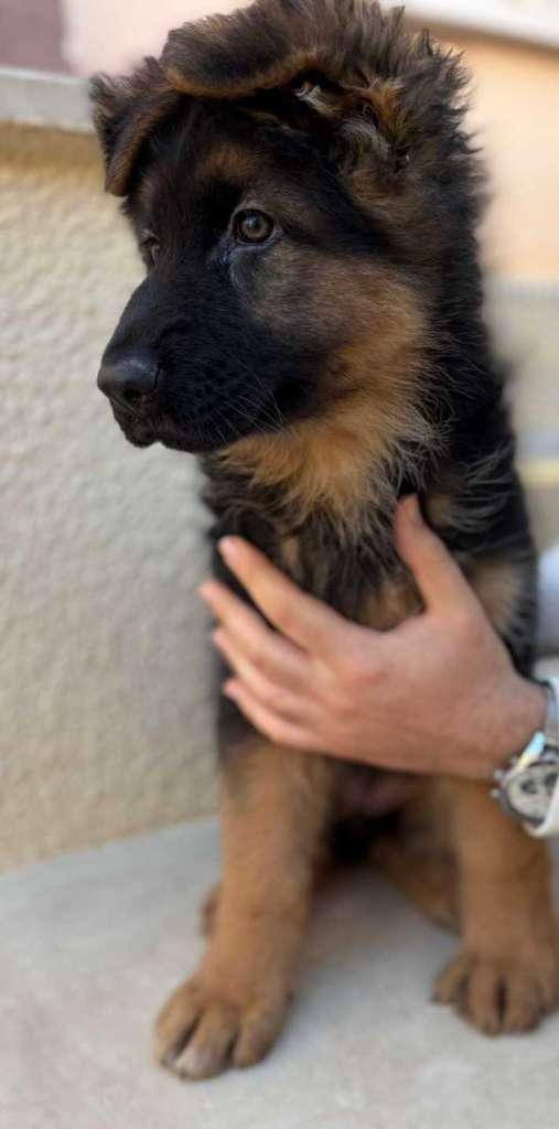 Femelle Berger Allemand