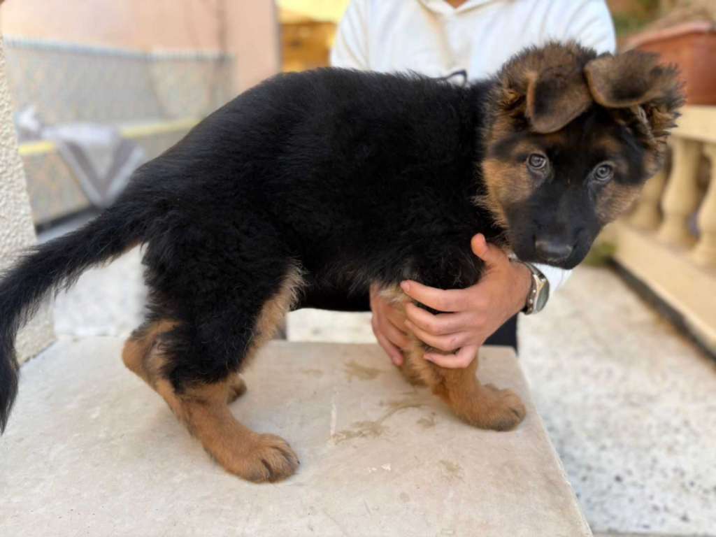 Femelle Berger Allemand