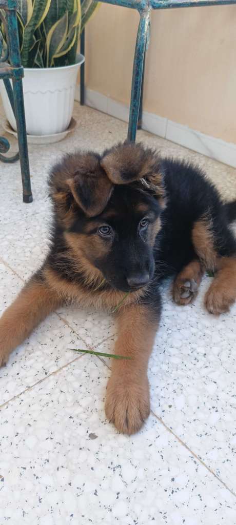 Femelle Berger Allemand