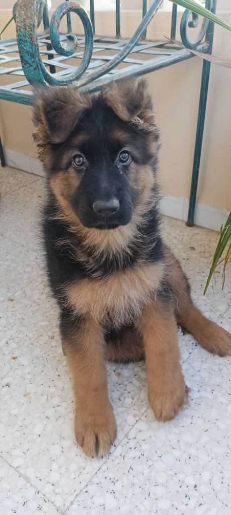 Femelle Berger Allemand