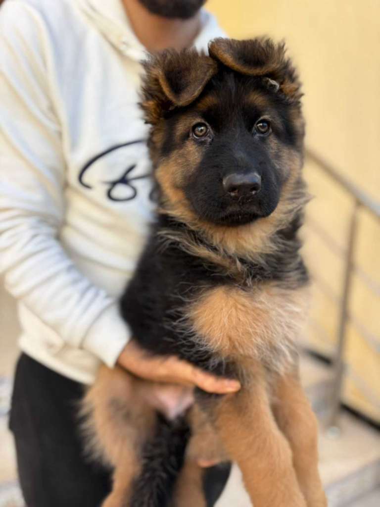 Femelle Berger Allemand