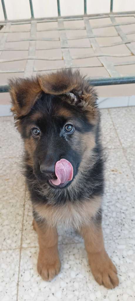 Femelle Berger Allemand