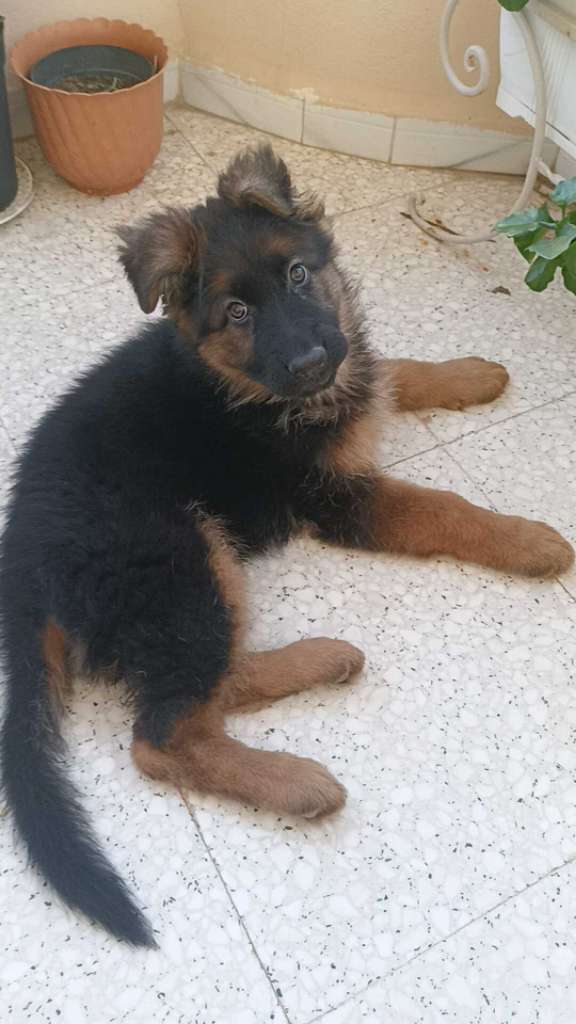 Femelle Berger Allemand