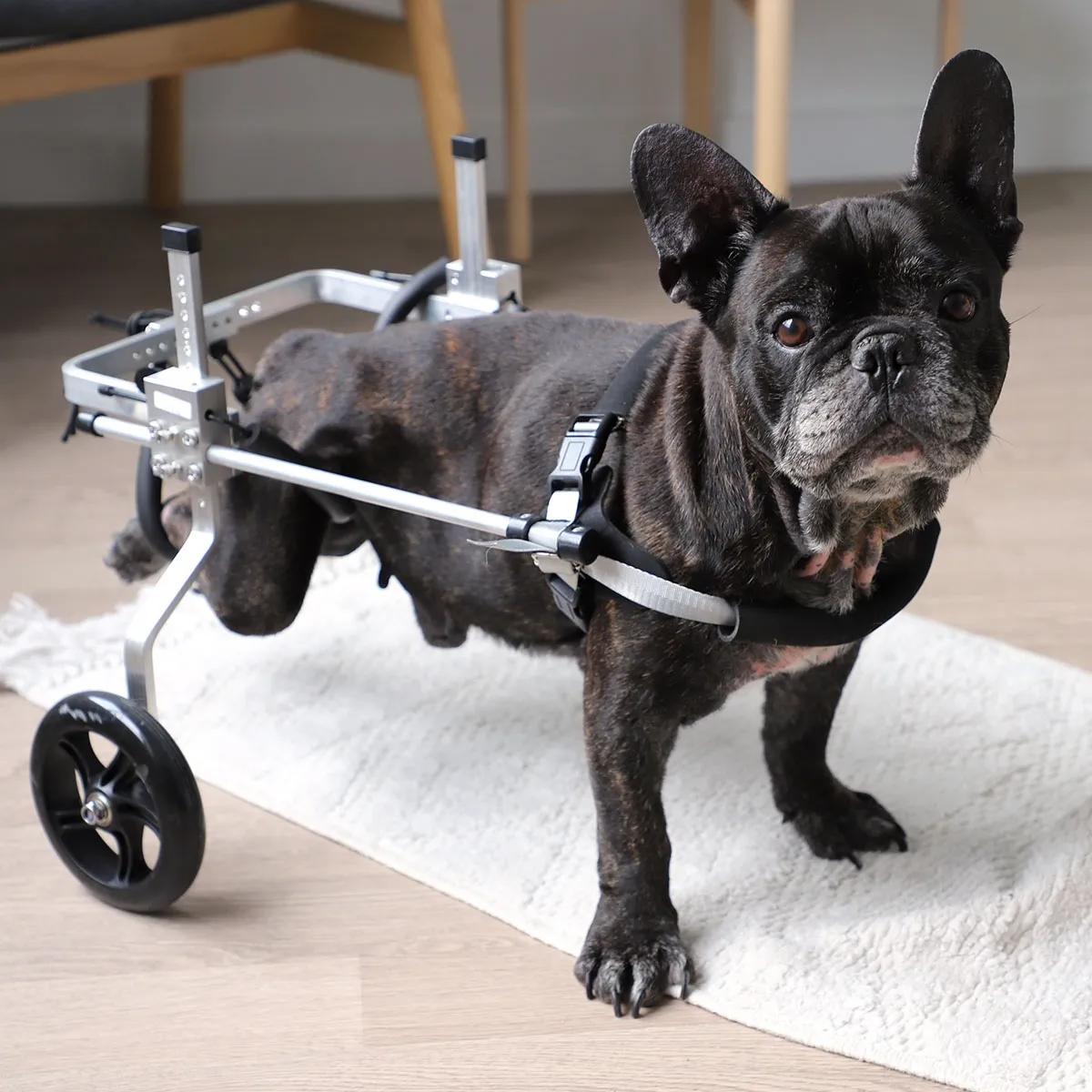 Chariot taille XL pour chien handicapé train arrière