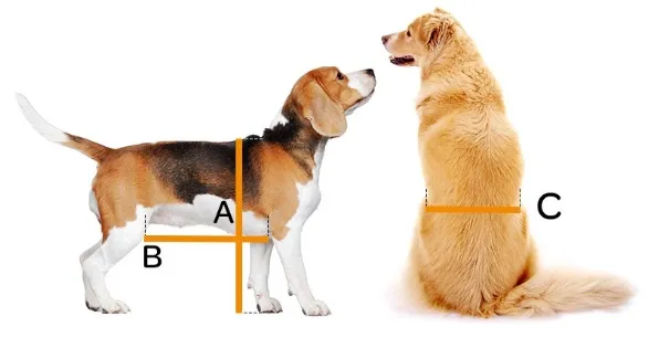 Chariot taille XL pour chien handicapé train arrière