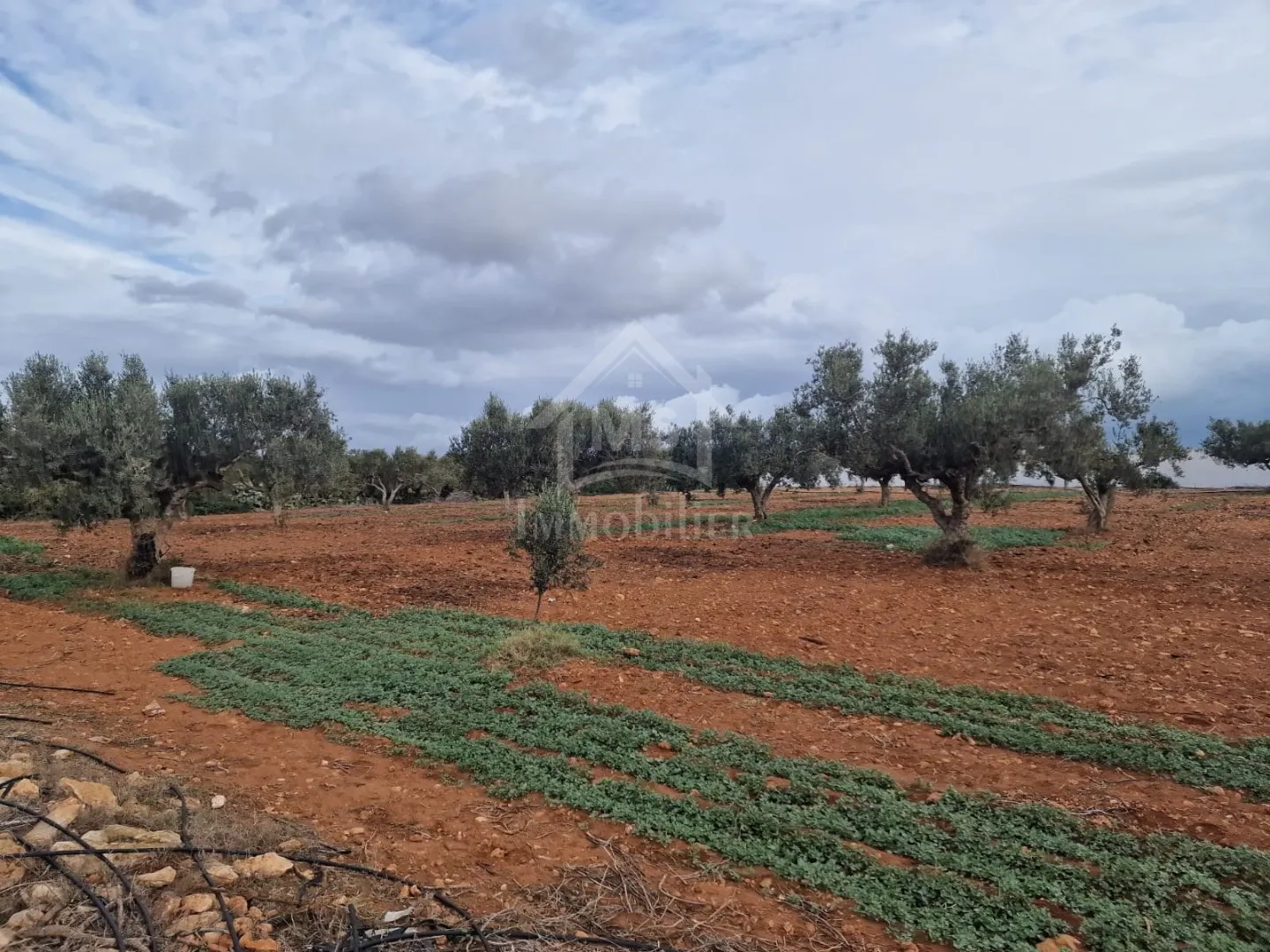 Terrain vue de mer de 2000 m² à Daroufa à vendre 51355351