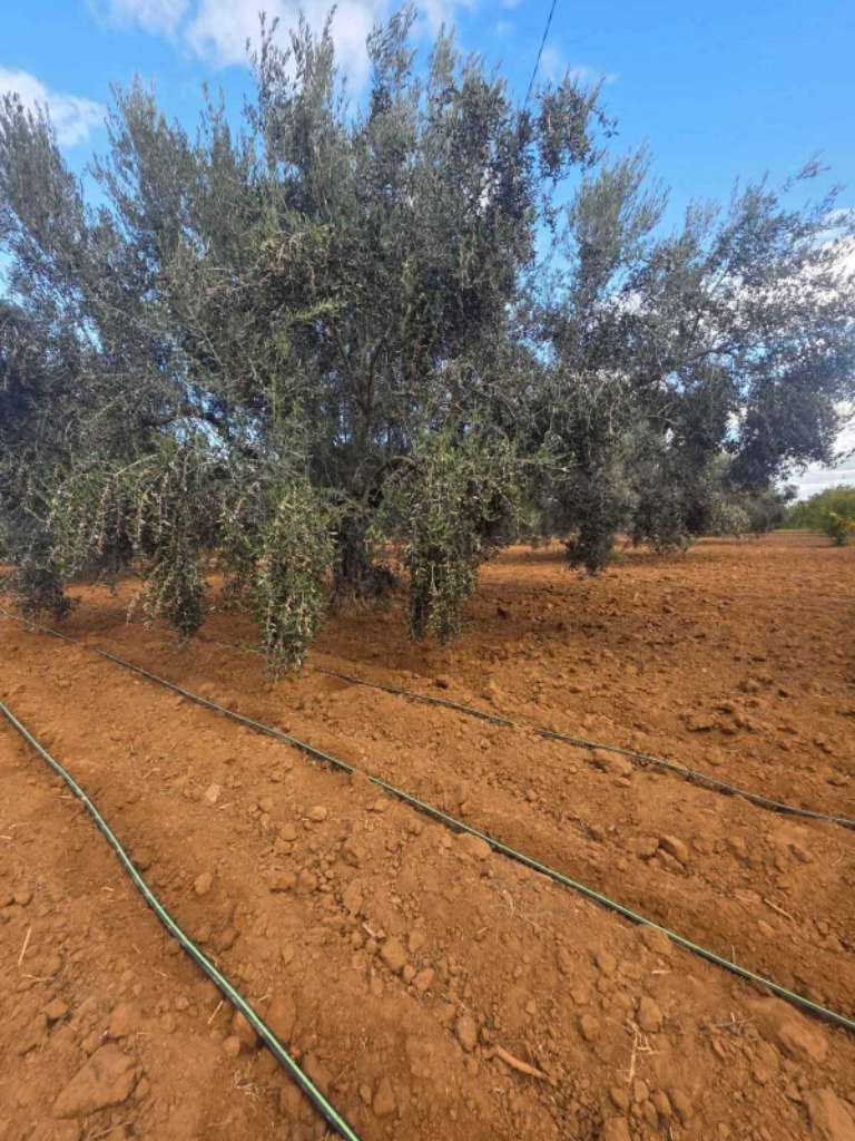 للبيع: سانية مميزة بمساحة 6350م² – البُورة، القلعة الكبرى (سوسة)