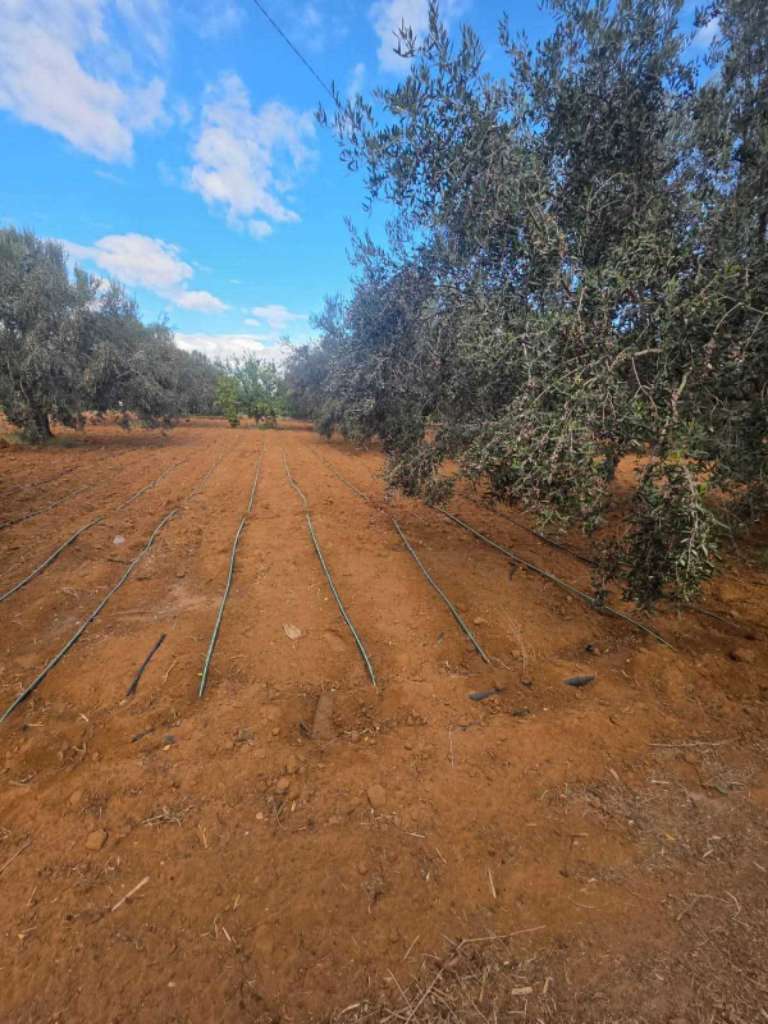 للبيع: سانية مميزة بمساحة 6350م² – البُورة، القلعة الكبرى (سوسة)