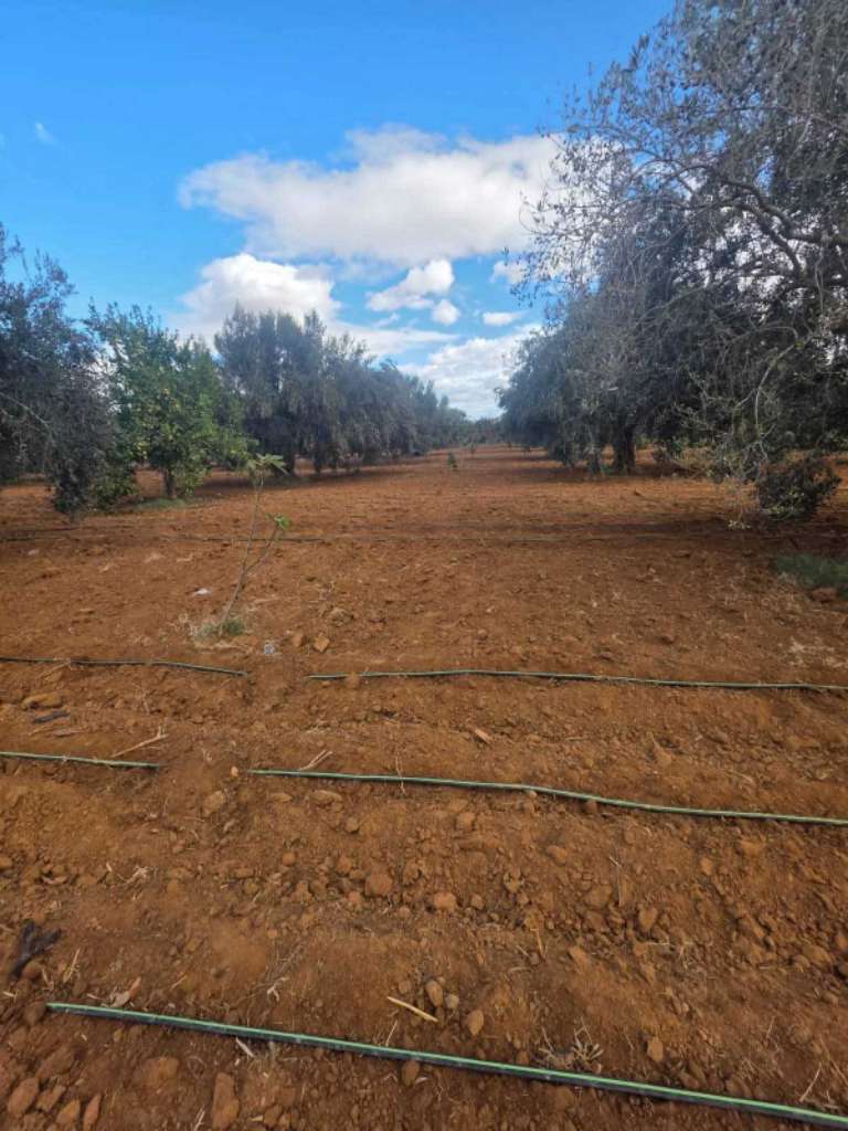 للبيع: سانية مميزة بمساحة 6350م² – البُورة، القلعة الكبرى (سوسة)