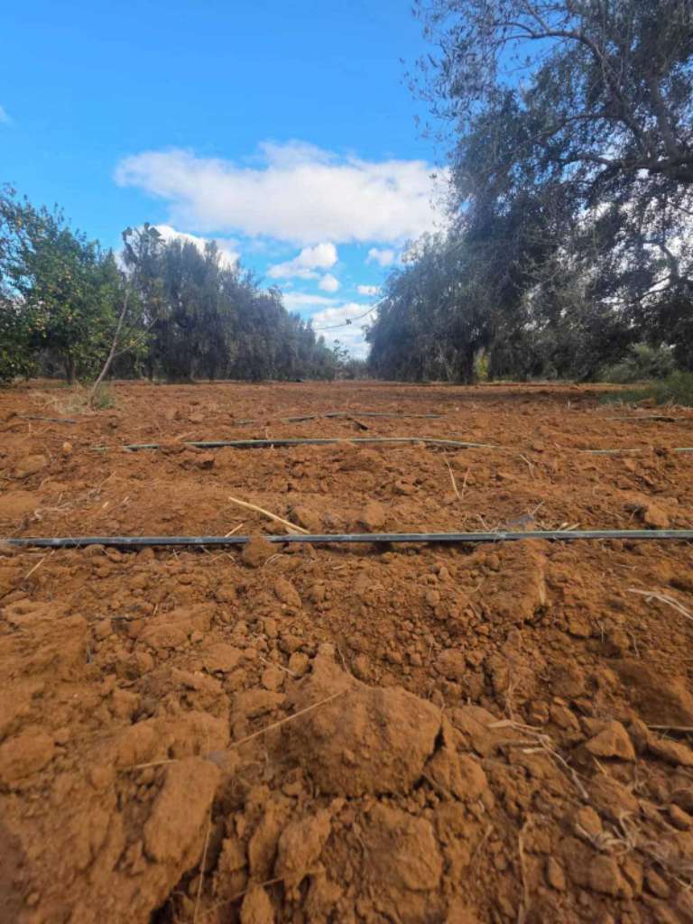 للبيع: سانية مميزة بمساحة 6350م² – البُورة، القلعة الكبرى (سوسة)