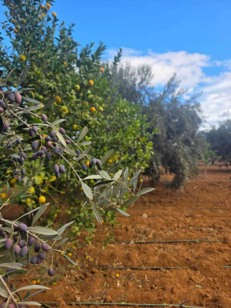 للبيع: سانية مميزة بمساحة 6350م² – البُورة، القلعة الكبرى (سوسة)