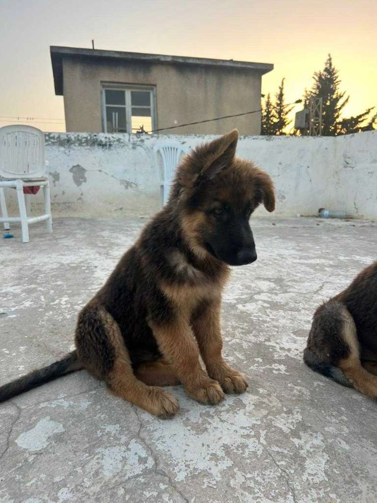 Berger Allemand