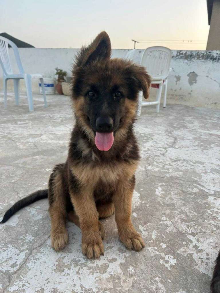 Berger Allemand