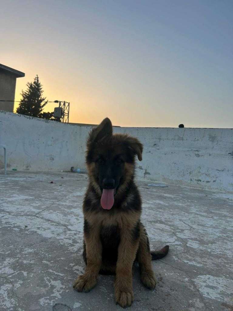 Berger Allemand