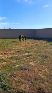 Forfait  PRIX LARGEMENT NÉGOCIABLE Terrain de 8200m² entièrement clôturé à HAMMAMET 
