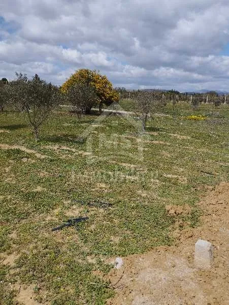 Un lot de terrain de 500 m² à vendre à 60 MD à Hammamet Sud 51355351