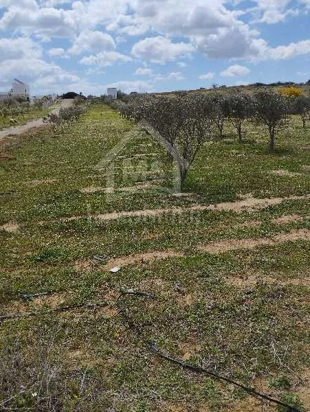 Un lot de terrain de 500 m² à vendre à 60 MD à Hammamet Sud 51355351