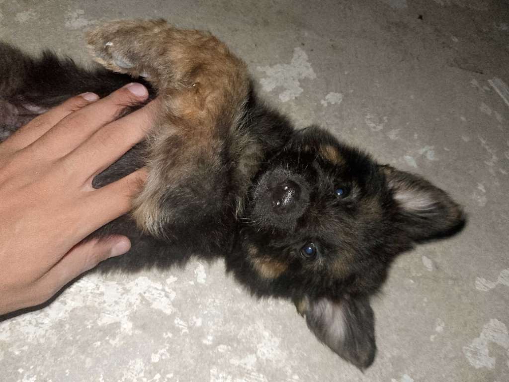 Chiot berger allemand 