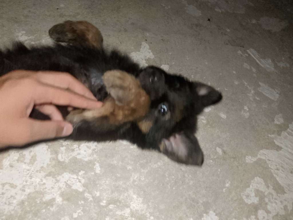 Chiot berger allemand 