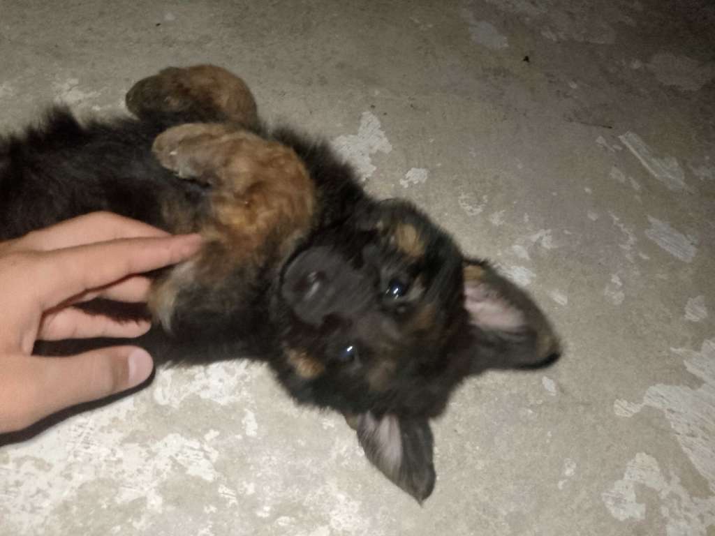 Chiot berger allemand 