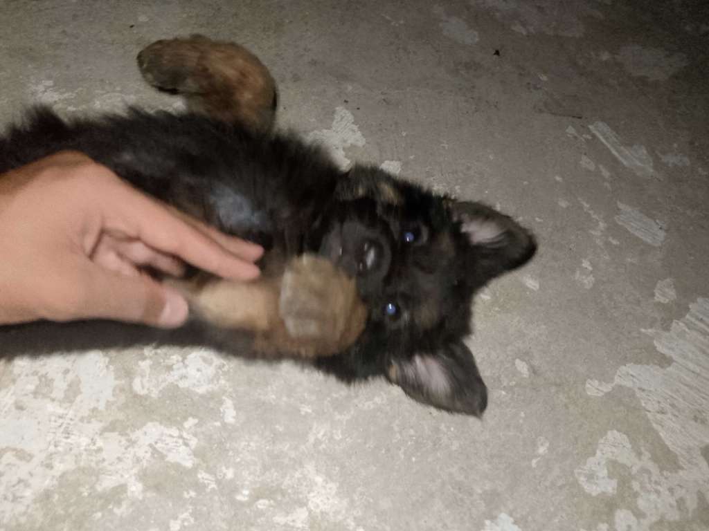 Chiot berger allemand 