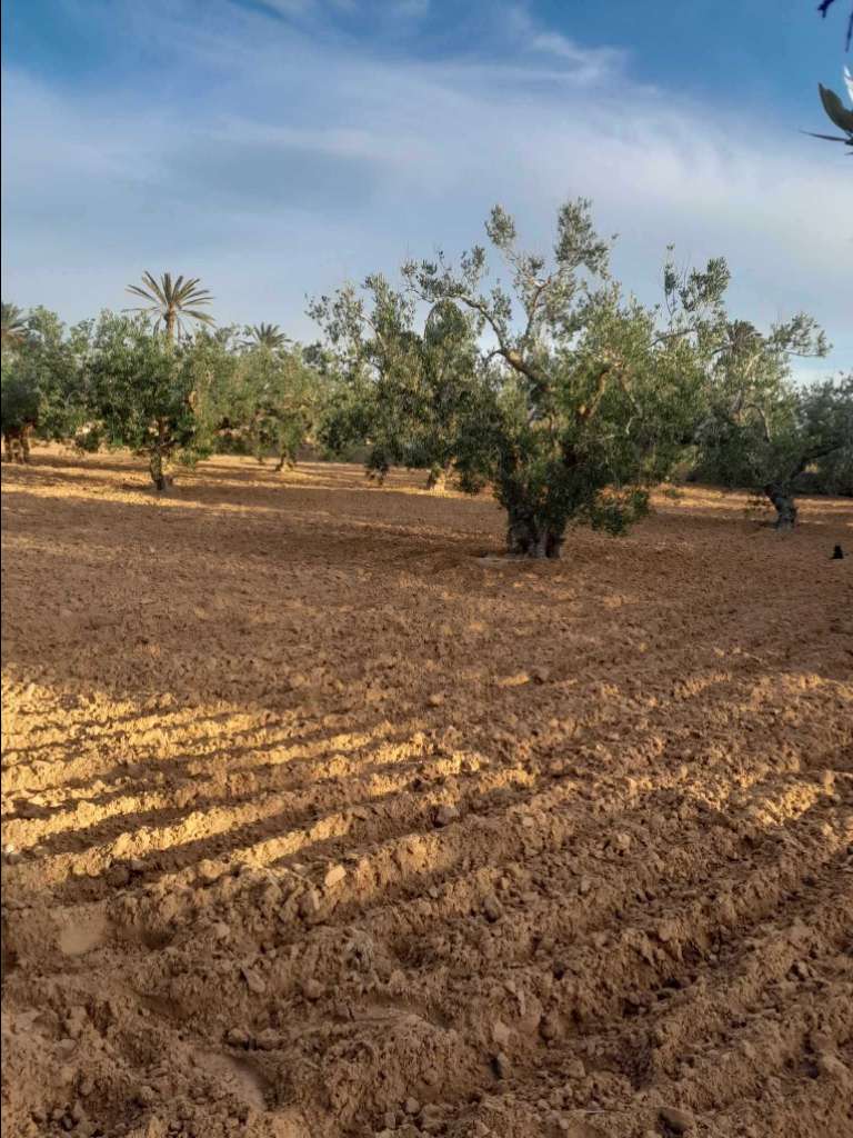 Terrain à jerba midoun Haddada 